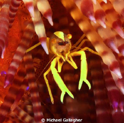Tiny commensal shrimp on fire urchin, Komodo, Indonesia by Michael Gallagher 